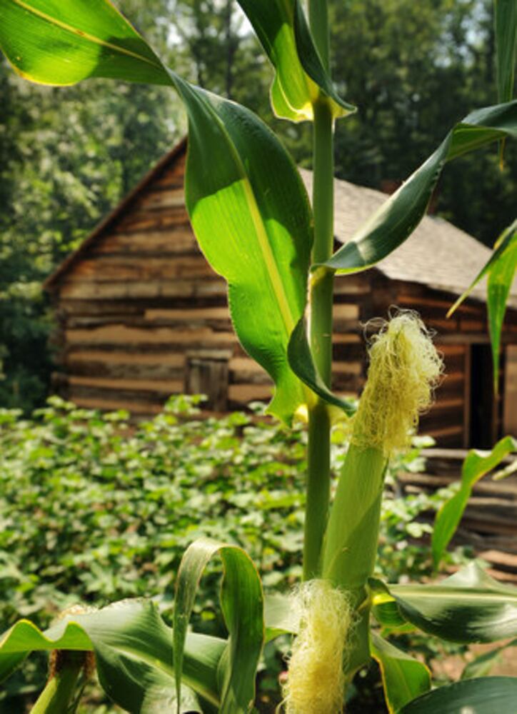 Atlanta public gardens offer flora, more