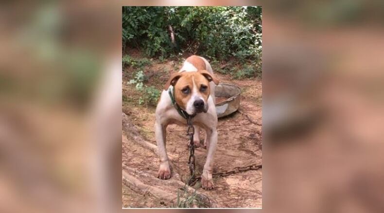 This is one of the 100-plus dogs recovered in Polk County. (Credit: Channel 2 Action News)