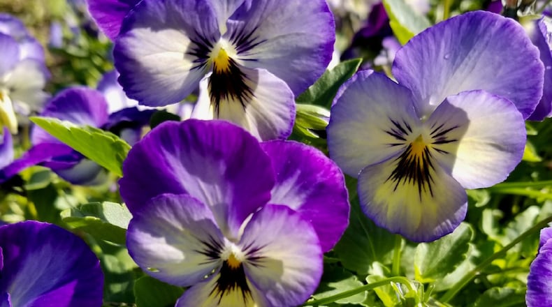 ColorMax violas like this variety called Icy Blue reach about 8-inches tall with a spread of 10-inches. (James Winter)