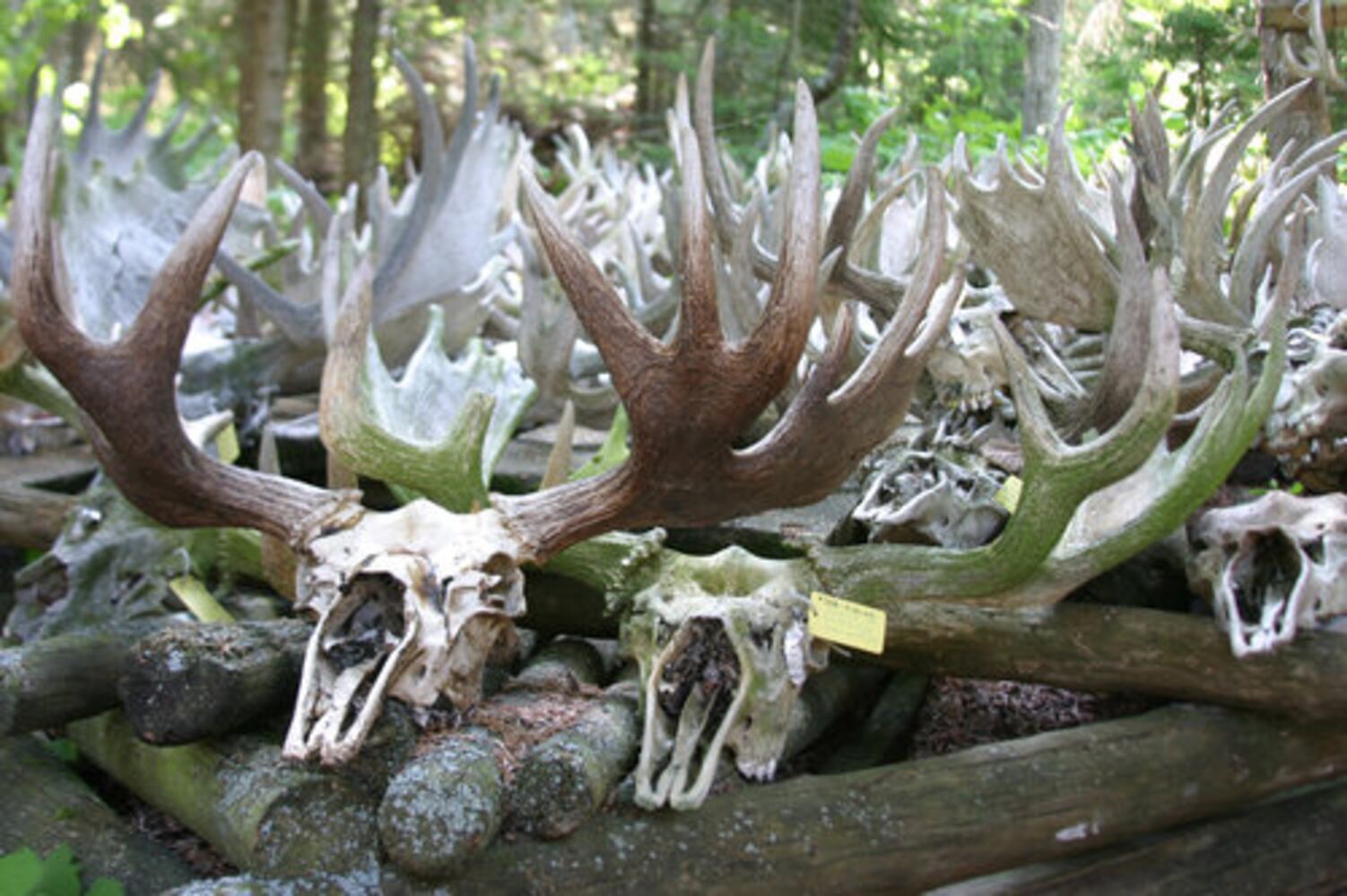 A Day at Isle Royale