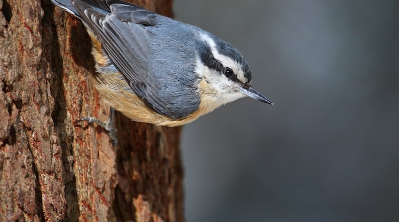 The red-breasted nuthatch, an uncommon visitor to Georgia, is showing up in greater numbers this year — an irruption, probably due to harsh winter weather and food shortages up north. CONTRIBUTED BY CEPHAS / WIKIPEDIA COMMONS