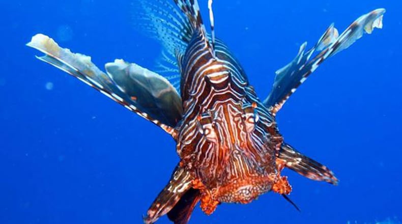File photo of a lionfish