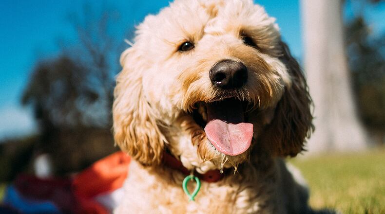 A Florida woman says her dog (not pictured) was given a neon dye job and got an infection after a visit to a groomer.