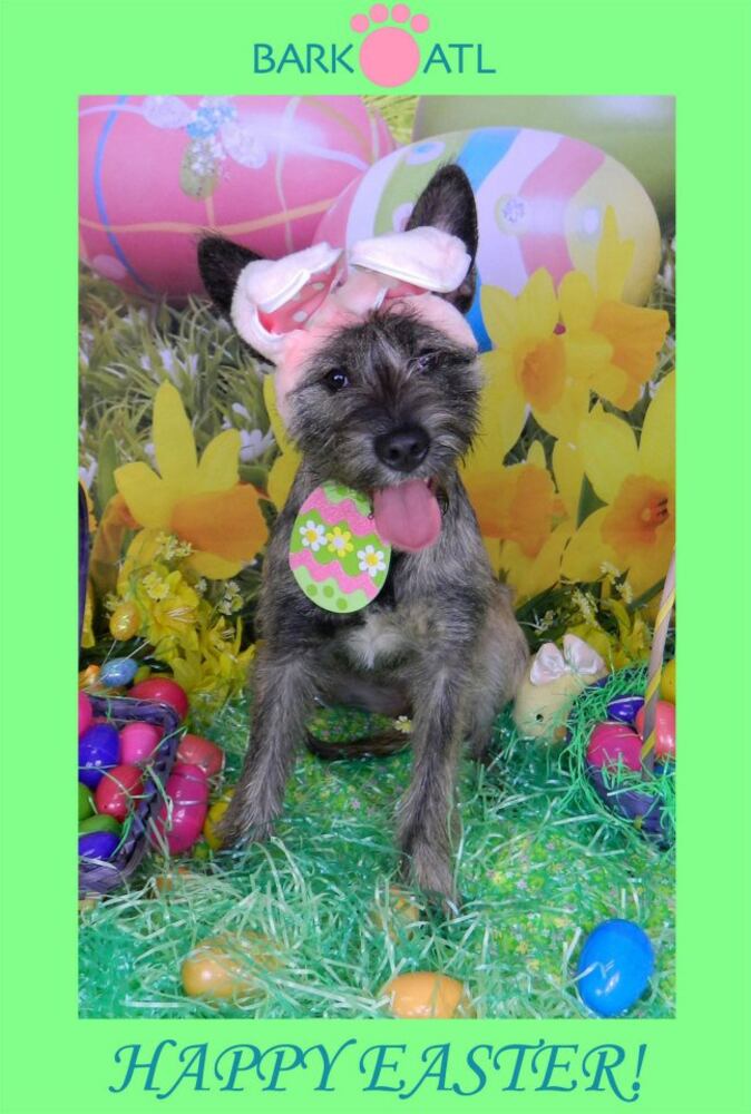 Easter pups on parade at Bark ATL 2013
