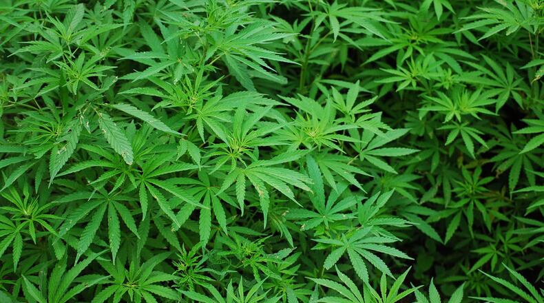Police make a surprising discovery at the Vermont State House Monday. More than 30 cannabis plants growing among flowers in a flower bed outside the building. They;re not sure whether the plants are marijuana or hemp.