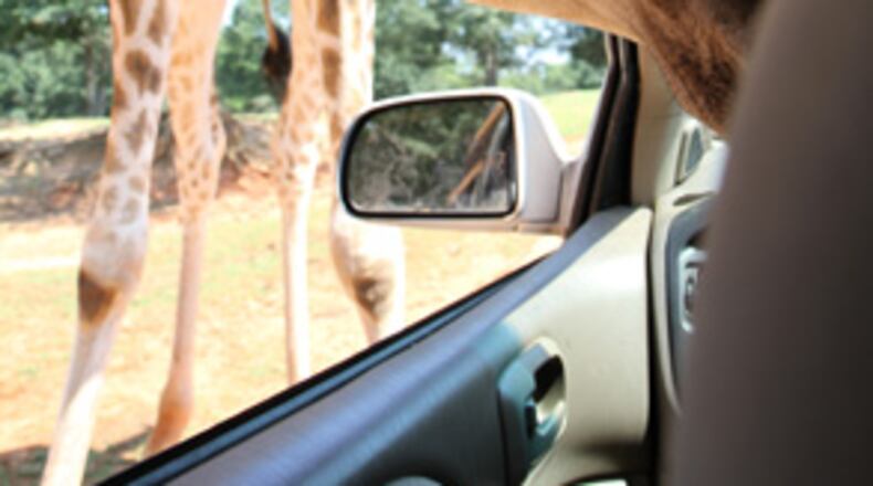 Here are some more photos from the Wild Animal Safari in Pine Mountain.