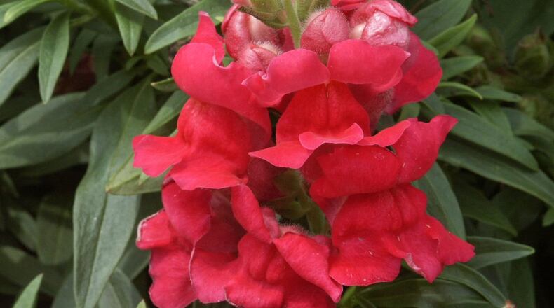 Despite cold damage, snapdragons sometimes recover. WALTER REEVES