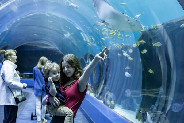 A manta ray swims overtop guests in Georgia Aquarium's Ocean Explorer exhibit. (Courtesy of Addison-Hill)