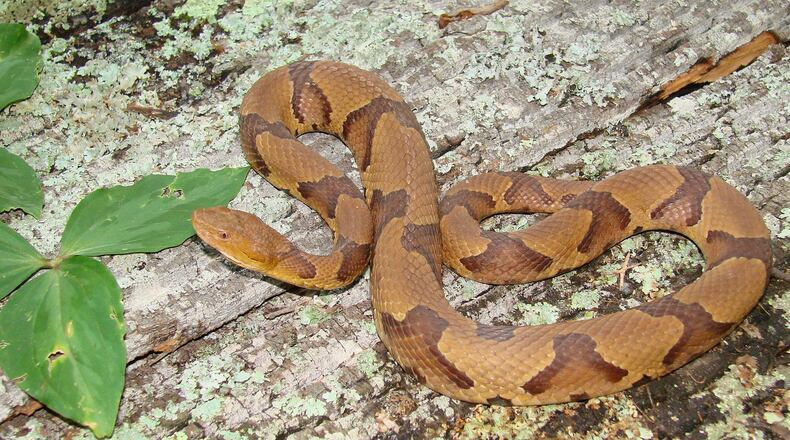 Georgians afflicted with snakebites are among those who get help calling the Georgia Poison Control Center, which is funded by the state budget. Shown here: a venomous copperhead snake.