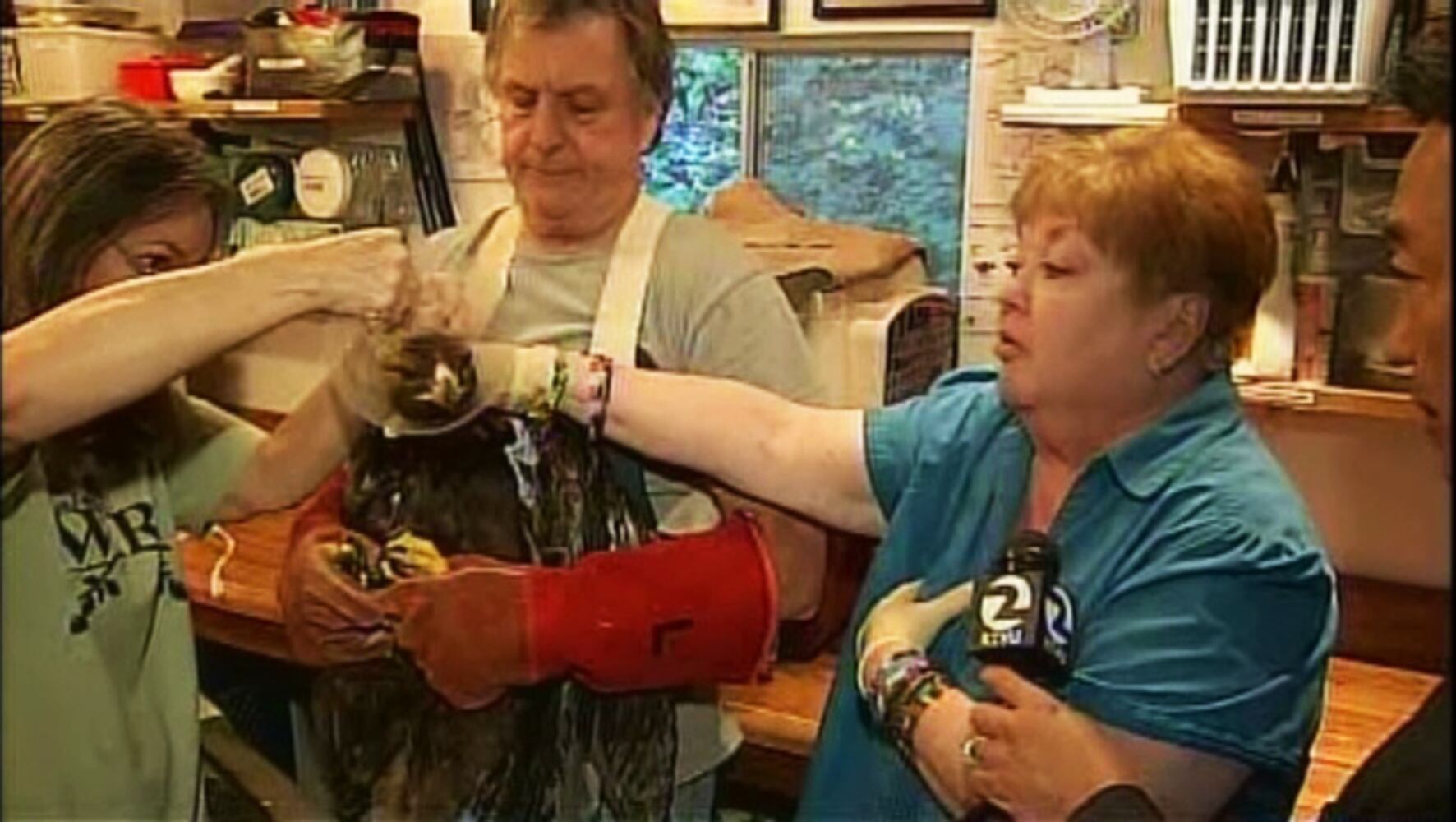 Rescued Golden Eagle