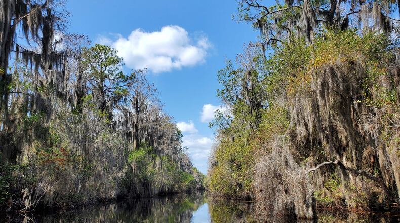 A stretch of water in the Okefenokee Swamp is shown. A new analysis by federal government scientists submitted in the final days of the public comment period on a plan to mine near the swamp has identified 'critical shortcomings' in the modeling the company used to assert their project will not have a negative impact on the swamp. (Photo Courtesy of Emily Jones/WABE)