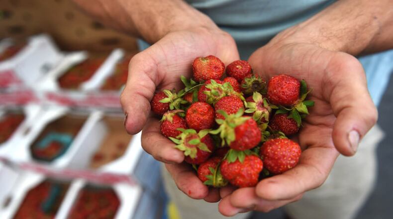 A farm where families have picked strawberries for more than 25 years will no longer be growing berries after this year. Must credit: Washington Post photo by Christian K. Lee