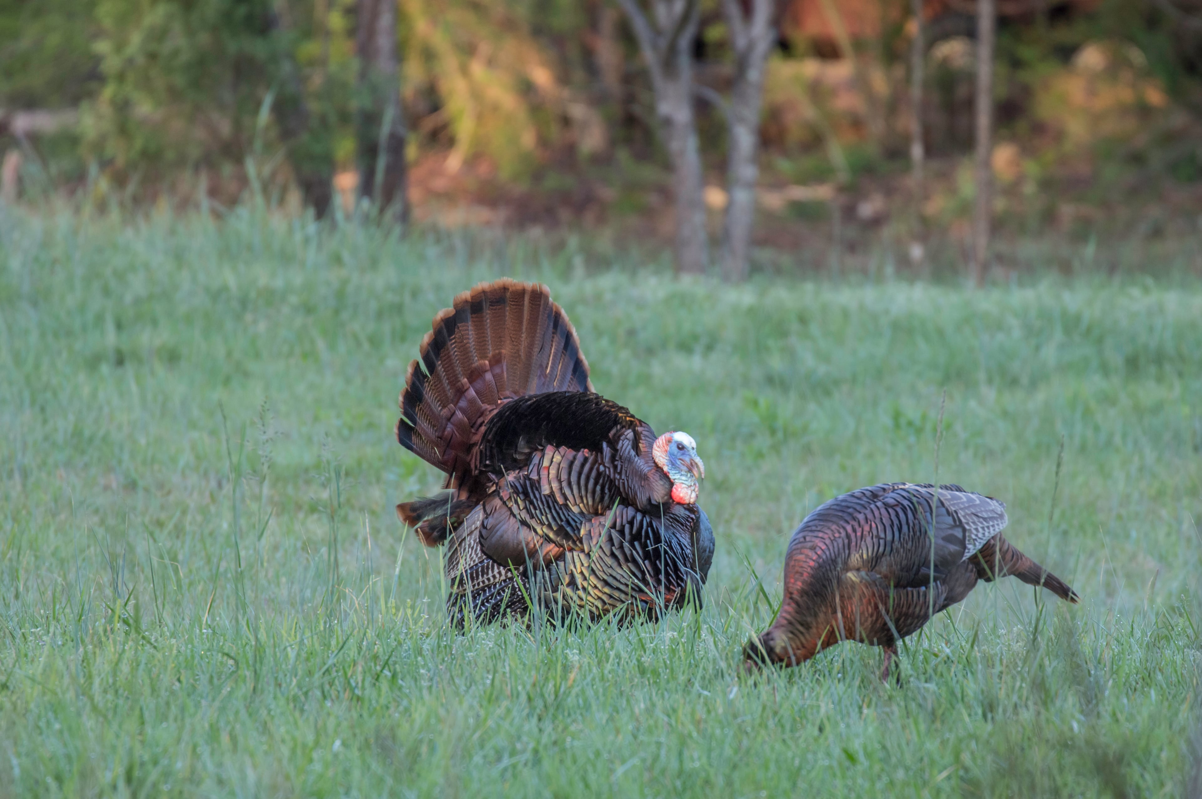 Georgia’s wild turkeys safe from Thanksgiving hunters
