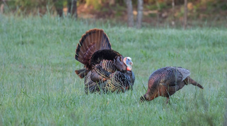 A male turkey stands with a hen. In Georgia, the number of the turkeys killed during the state’s spring hunting seasons has dropped sharply in the last 20 years. (Courtesy of Joe Berry)