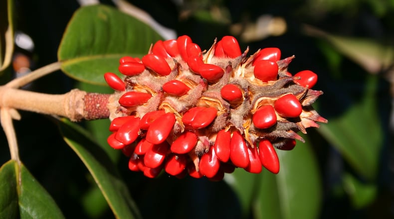 Magnolia seeds might not always have two beautiful parents. WALTER REEVES