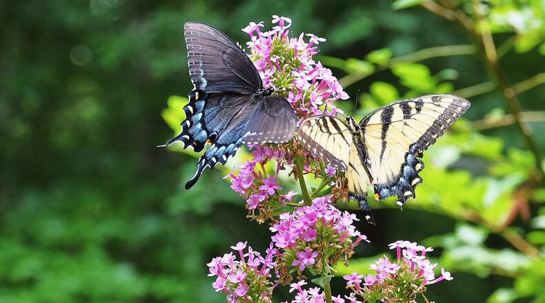 Two Eastern tiger swallowtail butterflies (black phase on left) sip nectar from phlox blooms. Numerous Georgia homeowners report a scarcity of the butterflies this season. CONTRIBUTED BY ELLEN HONEYCUTT