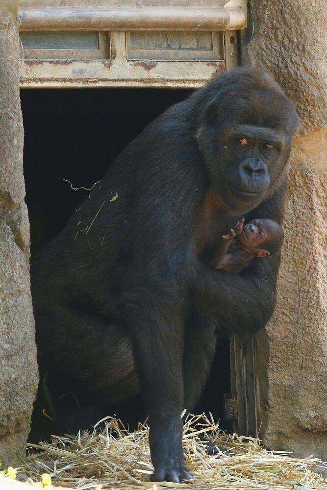 2014 cute animals