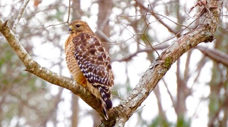 Rob DeMarco took this photo at his home on Lake Dow. Another reader recently sent a photo of what he thought was a red-shouldered hawk. A program manager from the Cornell Lab of Ornithology contacted the AJC to let us know that it was, in fact, a red-tailed hawk. According to Robert Sargent, red-shouldered hawk has reddish bars on its breast and belly and a banded tail. In contrast, adult red-tailed hawks usually feature a large patch of dark streaks (vertical dashes) below a whitish upper breast, and a reddish tail (upper-side). Red-tailed hawks are larger than red-shouldered hawks, and prefer to hunt over open fields whereas the latter species mostly inhabits woody areas and margins of forests. Red-tailed hawks emit a “cheeeeeew” call, which is often featured in movie soundtracks, even when the bird flying across the movie screen is a bald eagle! The red-shouldered hawk’s call sounds like “keerya, keerya, keerya.”