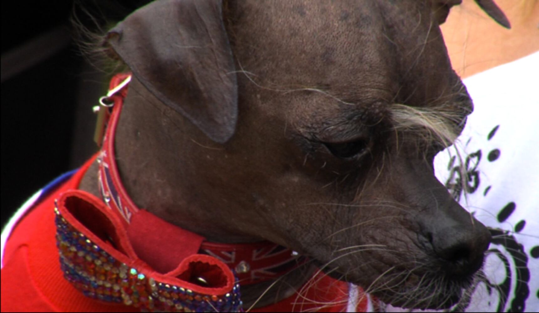 2012 Ugliest Dog Winner 'Mugly' and others