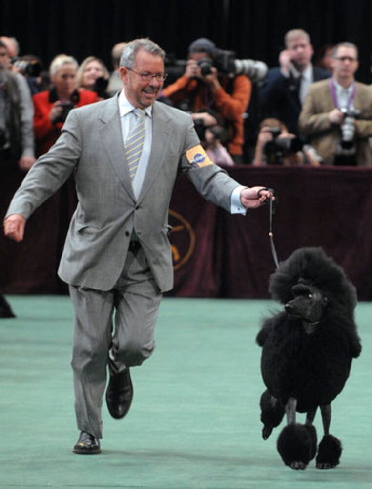 Day 1 of Westminster Dog Show in New York