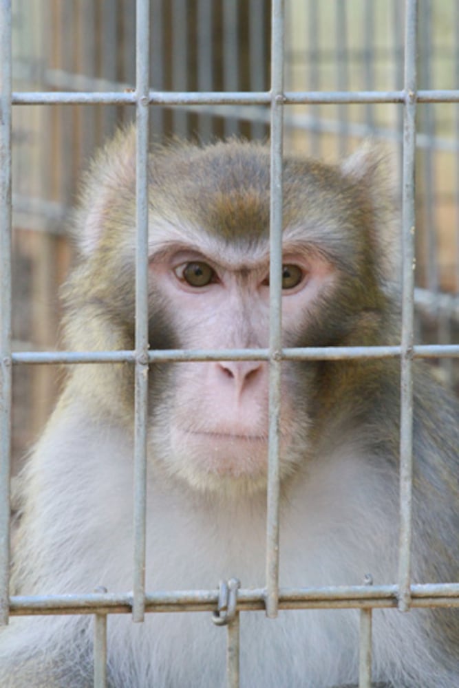 Noahs Ark Animal Sanctuary