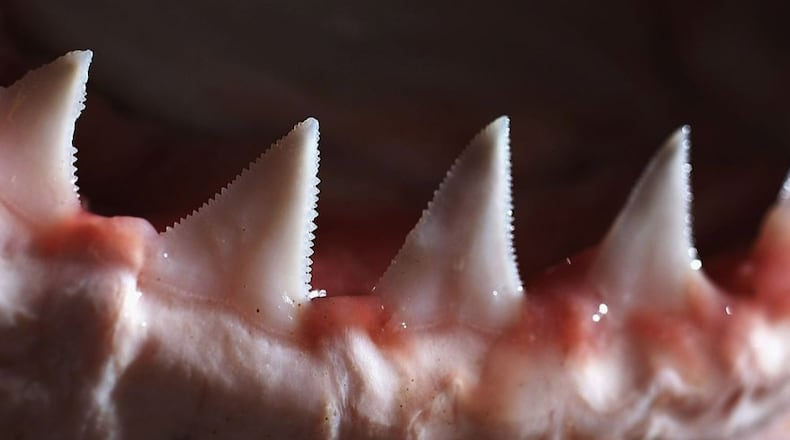 File photo. (Photo by Ian Waldie/Getty Images)