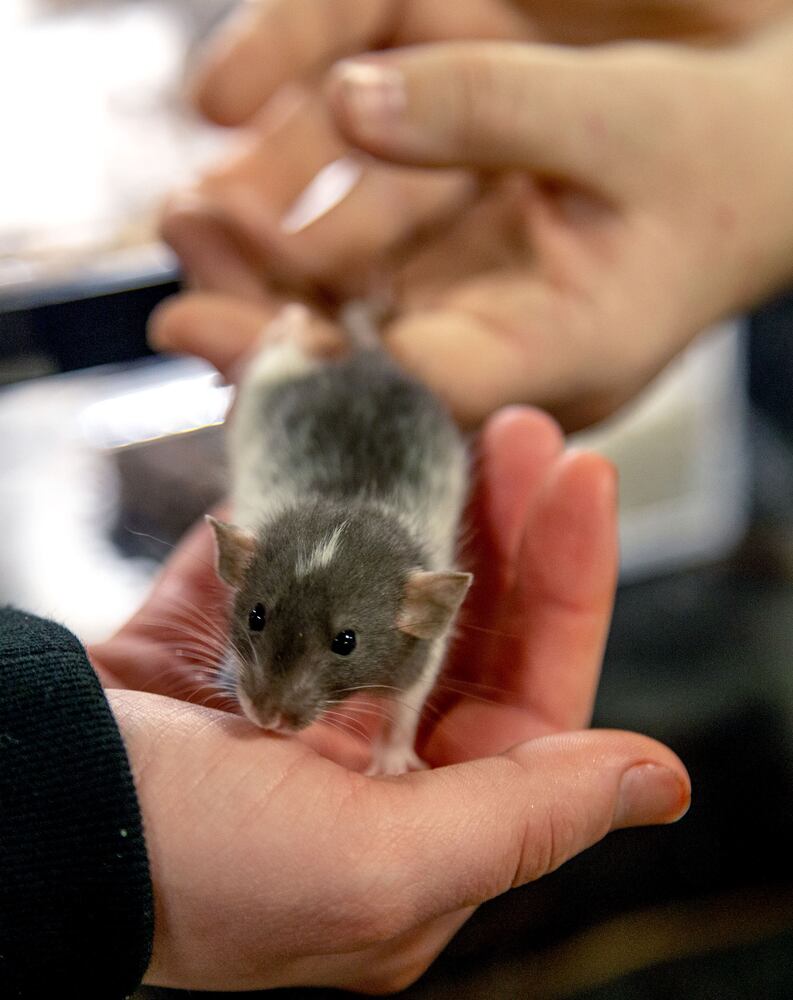 PHOTOS: Repticon 2020