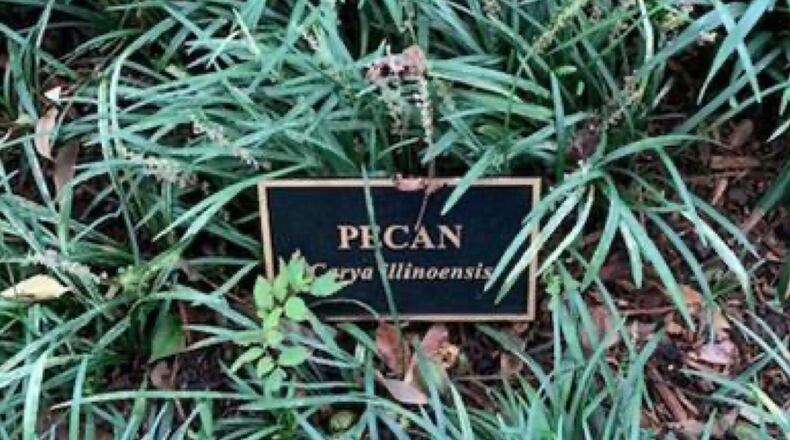 The Norcross Tree Preservation Board is recommending the addition of Spanish to the existing English and Latin tree identification plaques at 16 trees in Pinnacle Park. (Courtesy City of Norcross)