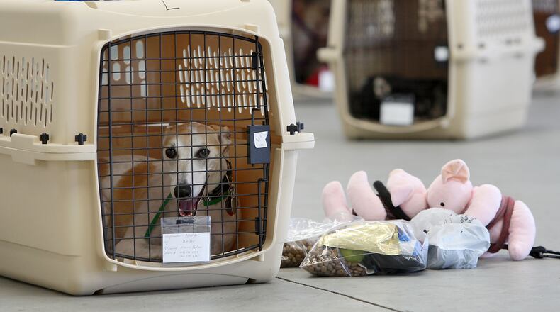 HAWTHORNE, CA - JULY 16: A dog sits in its crate near stuff toy pigs and pet food before the southern California maiden voyage of Pet Airways on July 16, 2009 in the Los Angeles-area city of Hawthorne, California. The pets-only airline made stops in Denver, Chicago, Washington, DC and New York. Pet Airways, based in Delray Beach, Florida, operated a 19-passenger Beech 1900 aircraft in partnership with Suburban Air Freight with the seats removed to carry up to 50 pets in animal crates per flight. (Photo by David McNew/Getty Images.