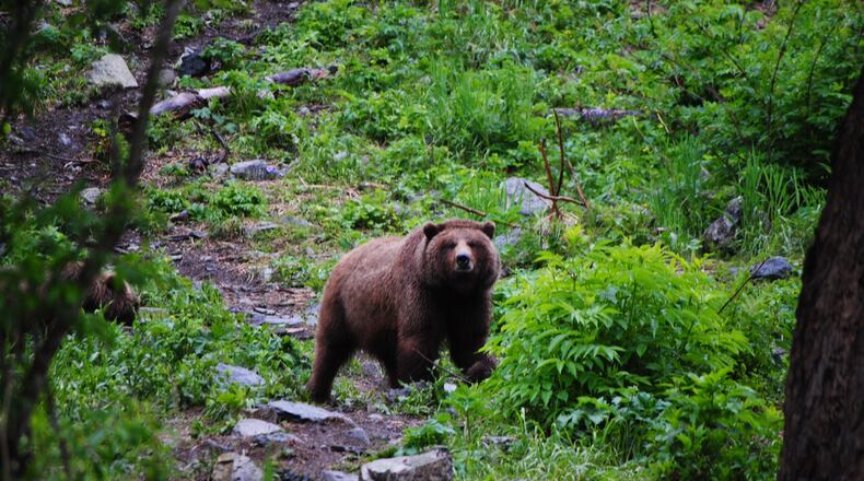 A Montana man was reunited with his 14-week-old border collie two days after the dog disappeared following a bear attack on Alaska’s Kenai Peninsula.(Bob Wessel AJC)