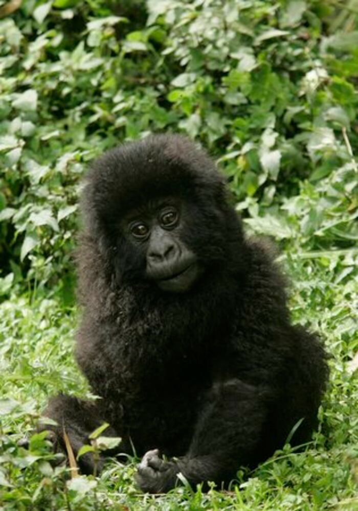 Visiting Rwanda's gorillas