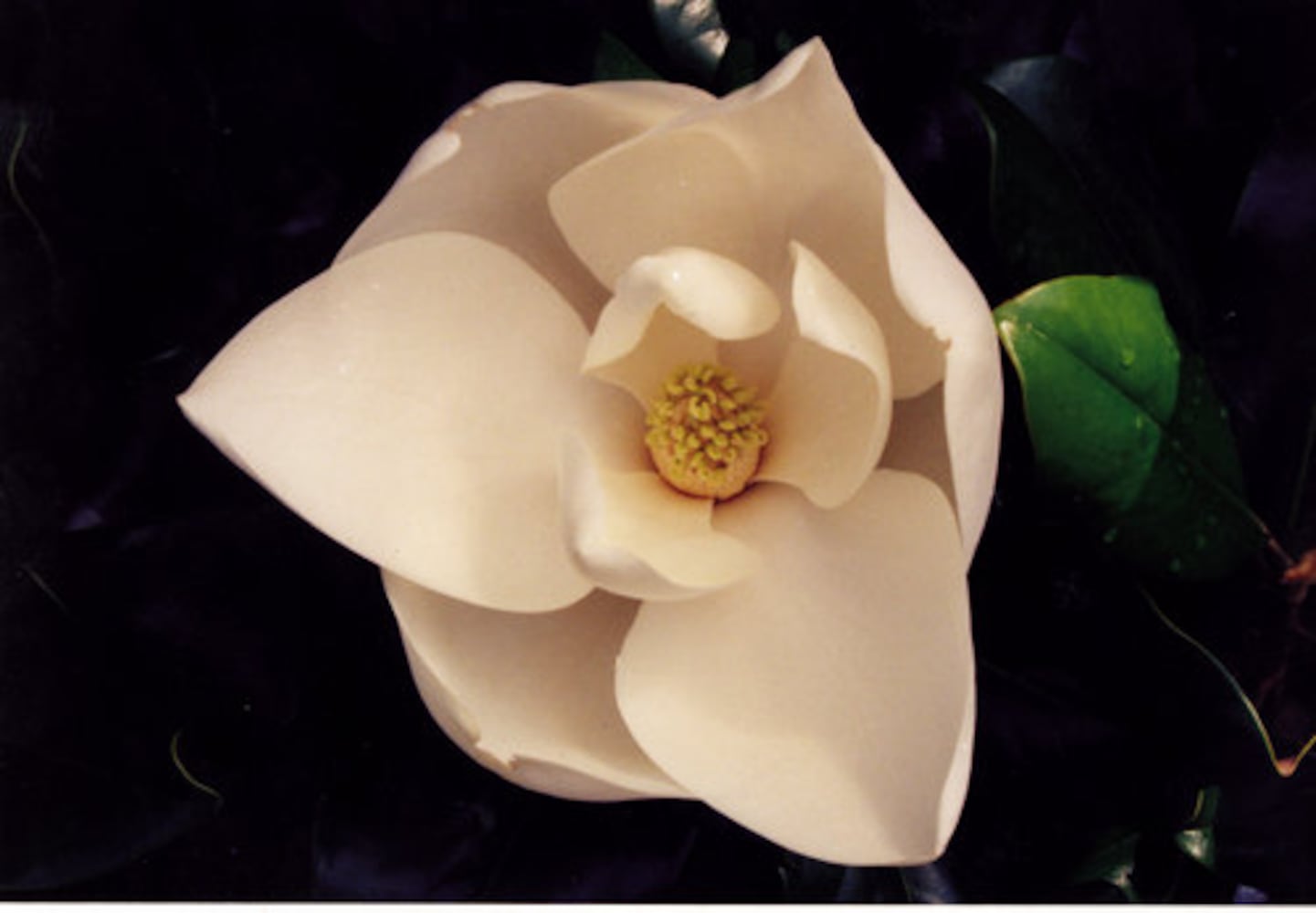 Easy' plants for Southern gardens
