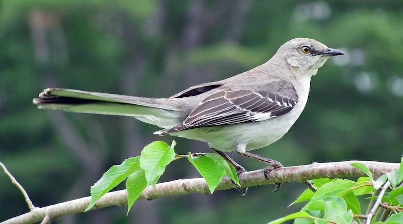 The mockingbird is most famous for its ability to imitate the songs and calls of other birds. A mockingbird may have more than 200 different songs in its repertoire. CONTRIBUTED BY CAPTAIN-TUCKER / CREATIVE COMMONS