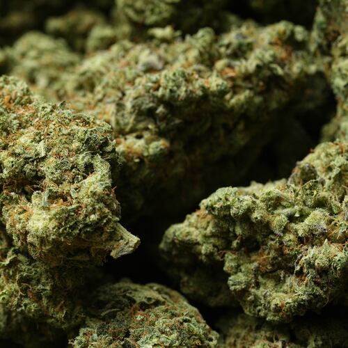 Shown is marijuana at NJ Weedman's Joint dispensary in Trenton, N.J., Thursday, April 23, 2026. (AP Photo/Matt Rourke)