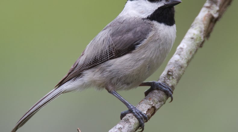 The Carolina chickadee is one of Georgia's most common nonmigratory birds, staying here during all seasons of the year. Why some birds migrate and others don't is a question that has long perplexed scientists. (Courtesy of Dan Pancamo/Creative Commons)