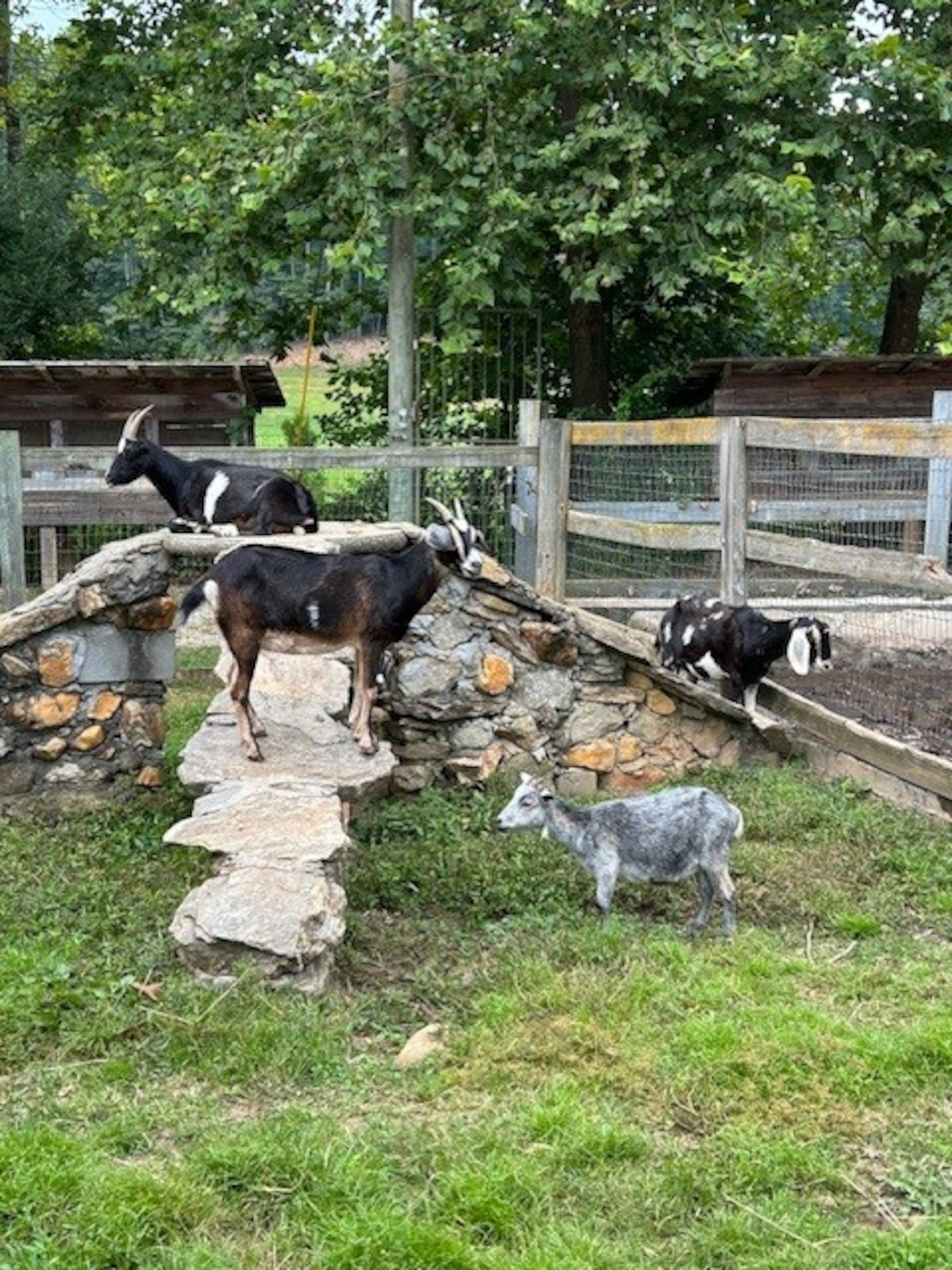 Hillside Orchard Farms offers seasonal agritourism attractions, including blackberry and apple picking, a corn maze, a gem mine and visits with farm animals. (Courtesy of Hillside Orchard Farms)