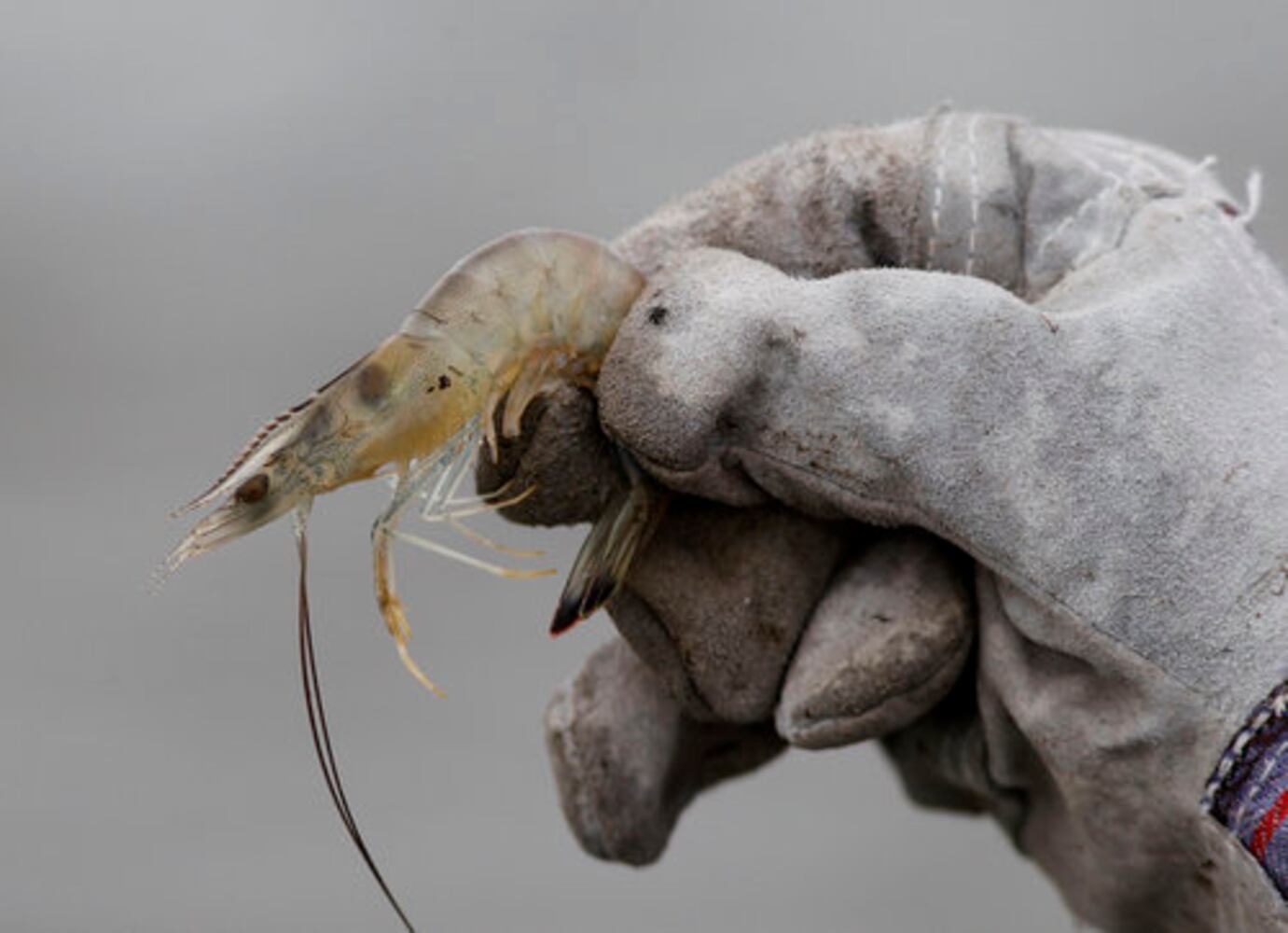 Oil checks precede start of shrimp season