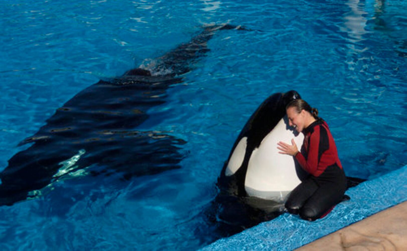 Trainer killed at SeaWorld photos