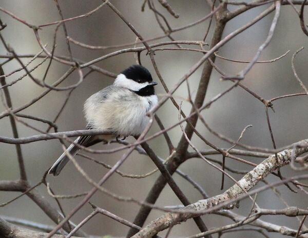 Mary Beth Thomas took this photo of a chickadee at Parks Springs in Stone Mountain.