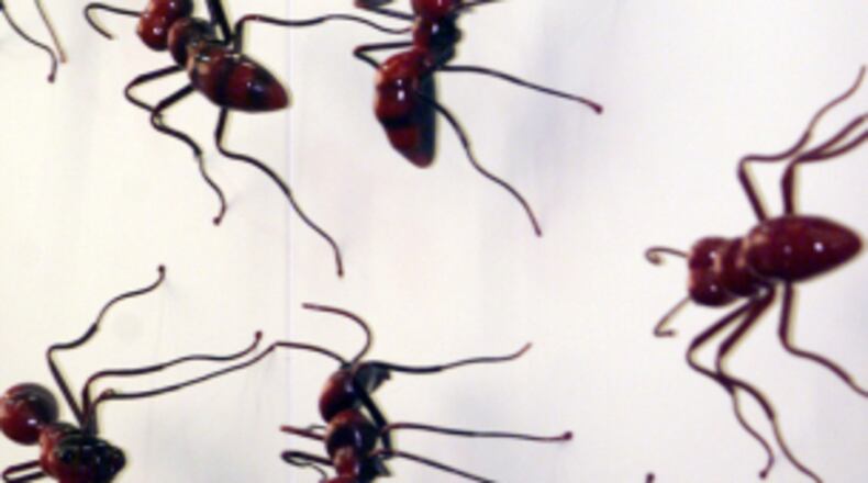 010830-ATLANTA, GA: Preview story on art in public places. This one is Hartsfield airport featuring giant ant on the walls of the baggage claims, a bronze portal on the South parking garage entrance & 20 African sculptures between the T & A concourses. (PHIL SKINNER /staff).