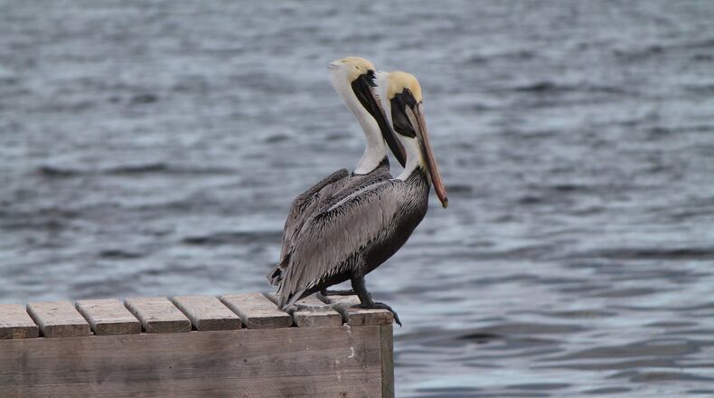 “This pair of pelicans would hang out on the dock of a house we were renting on Big Pine Key, ” wrote Jonathan Page. “I saw them every morning and took the opportunity to snap some pictures of them.” Although the large bird is seen often near water, poet Ogden Nash perhaps captured it best in his poem, The Pelican. “A wonderful bird is the pelican. His bill will hold more than his belly can. He can take in his beak/ Food enough for a week. But I’m damned if I see how the hell he can.