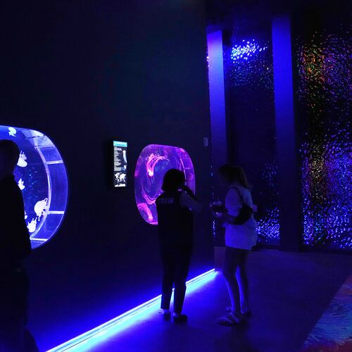 An employee cleans a display at the Jellyfish Museum, a facility that is home to about 20 unique species of jellyfish found in Florida and other parts of the world, Friday, Aug. 14, 2026, in Pompano Beach, Fla. (AP Photo/Lynne Sladky)