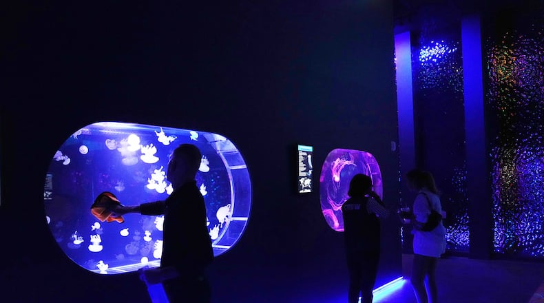 An employee cleans a display at the Jellyfish Museum, a facility that is home to about 20 unique species of jellyfish found in Florida and other parts of the world, Friday, Aug. 14, 2026, in Pompano Beach, Fla. (AP Photo/Lynne Sladky)