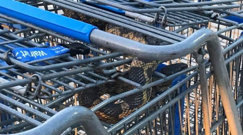 A Walmart shopping cart attendant was surprised to find a snake in a cart he retrieved from the parking lot.
