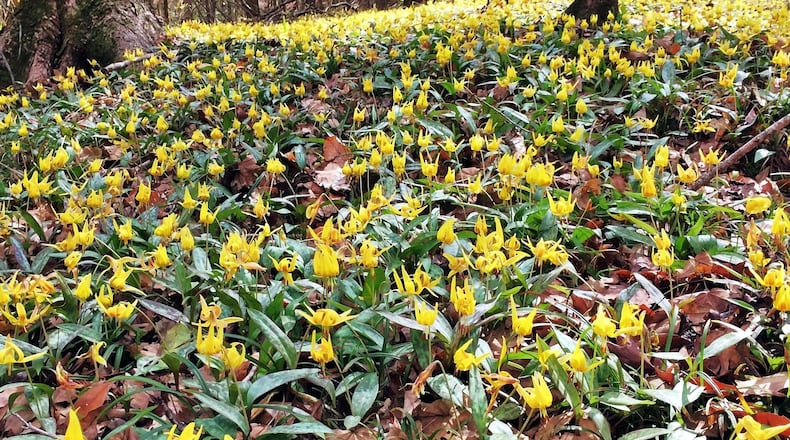Millions of trout lilies (Erythronium umbilicatum) blooming at the Wolf Creek Trout Lily Preserve in Grady County blanket acres of the forest floor like a giant yellow carpet. ELLEN HONEYCUTT