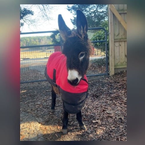 HeeHaw, a petting zoo miniature donkey, was shot and killed by a Cedartown police officer in August 2026. (Courtesy of Elsberry Riding and Farm)