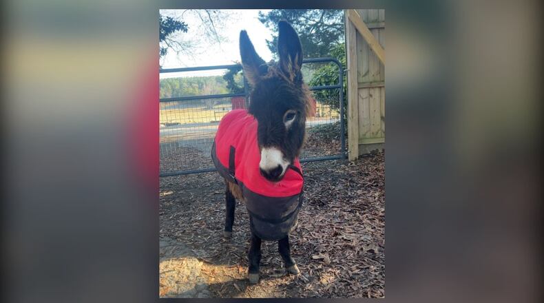 HeeHaw, a petting zoo miniature donkey, was shot and killed by a Cedartown police officer in August 2026. (Courtesy of Elsberry Riding and Farm)