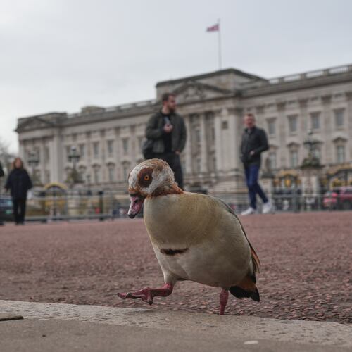 An Egyptian Goose walks on the pavement in front of Buckingham Palace in London, Friday, Feb. 20, 2026 after Andrew Mountbatten-Windsor was arrested and held for hours by British police on suspicion of misconduct in public office related to his links to Jeffrey Epstein.(AP Photo/Kin Cheung)