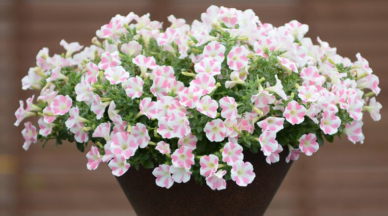 Heartbeat is a vigorous Surfinia full of love with a bounty of pink hearts. (Courtesy Proven Winners)