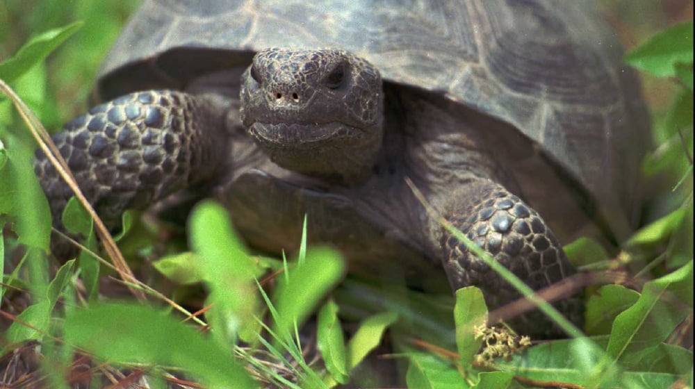A female gopher tortoise, about 20 years old, makes her way through the weeds and grass at the Joseph W. Jones Ecological Research Center near Newton, Ga. (ToddStone/AP)
